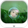 Bubble Photo Frame 1.4