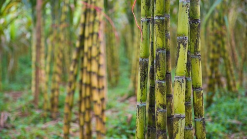 田间甘蔗种植一般从什么时候开始