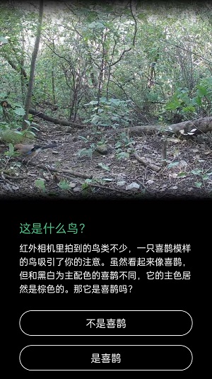 这是什么鸟蚂蚁森林喜鹊