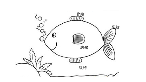 鱼类靠什么来平衡身体