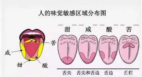 人的舌尖对哪种味道更敏感