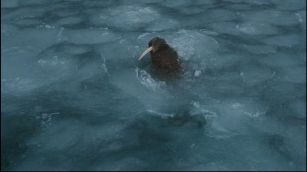 北极故事/极地熊宝贝——拿努的历险 Arctic.Tale.2007.LiMiTED.1080p.Bluray.x264-FSiHD 6.56GB-4.png