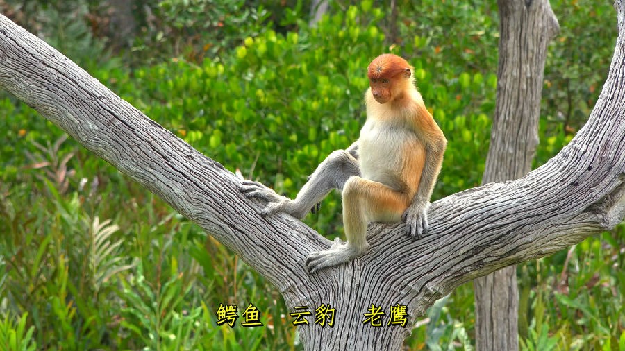 婆罗洲：亚洲的魅力[4K画质 极致影象 出色显现]Borneo Fascinating Asia 2017.UHD.2160p.DTS-HDxH265-中笔墨幕-9.jpg