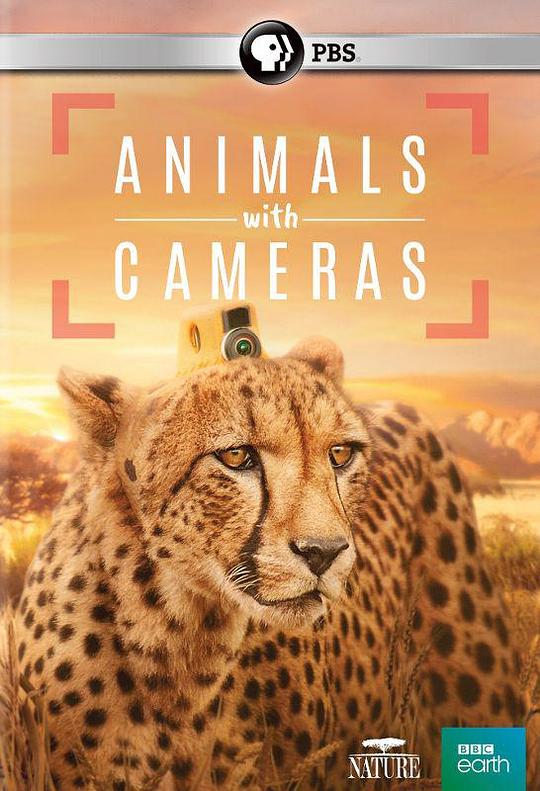 假如动物会摄影[全3集][中文字幕].Animals.With.Cameras.S01.2018.1080p.WEB-DL.H265.AAC-ZeroTV 2.98GB