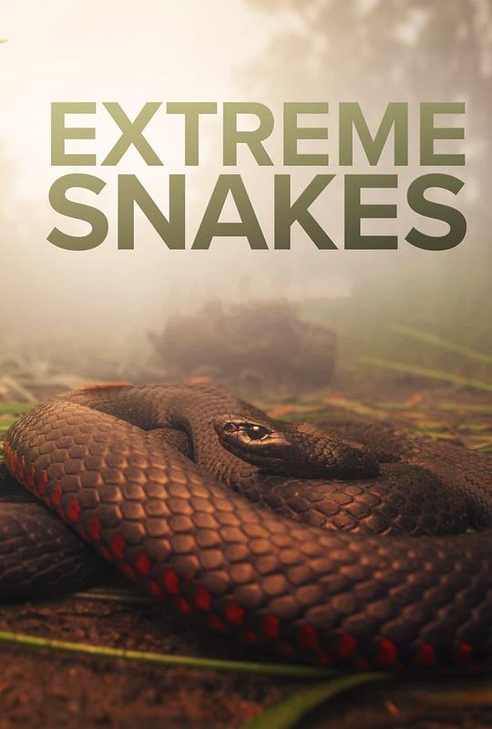 疯狂的蛇[第01-2集][国英多音轨/中文字幕].Extreme.Snakes.S01.2023.2160p.WEB-DL.H265.AAC.2Audio-BlackTV