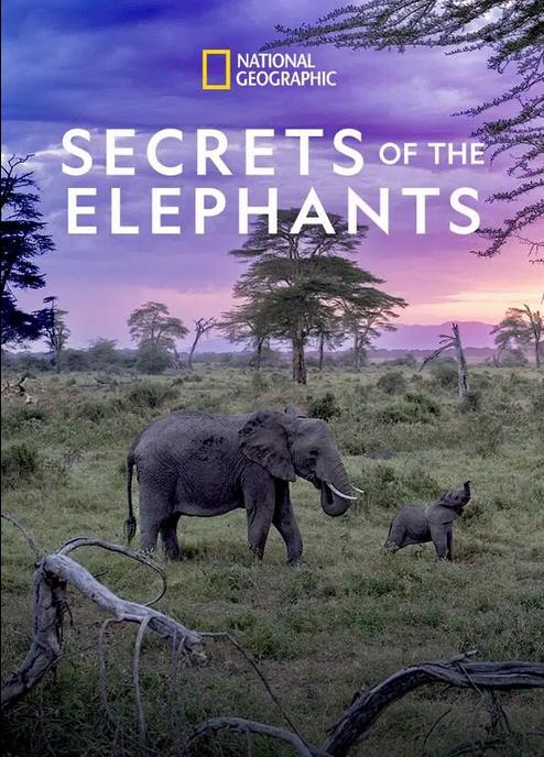 Secrets of the Elephants Season 1[全4集][中文字幕].2160p.DSNP.WEB-DL.DDP.5.1.HDR10.H.265-BlackTV 16.